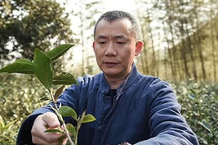 杨丰-福建省隆合茶业有限公司董事长介绍