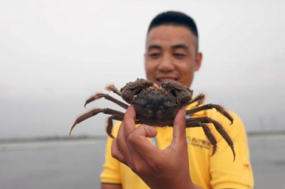 开卖鲜活阳澄湖大闸蟹 苏宁超市领鲜一步