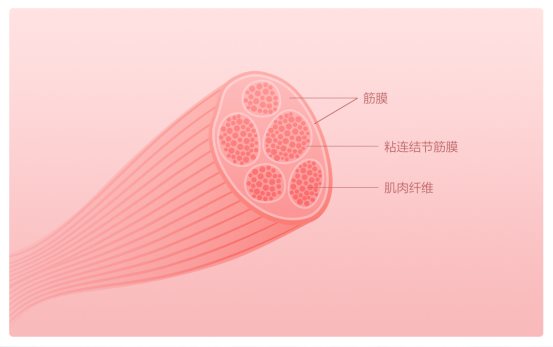 摩摩哒筋膜放松按摩器，
按摩健身恢复首选