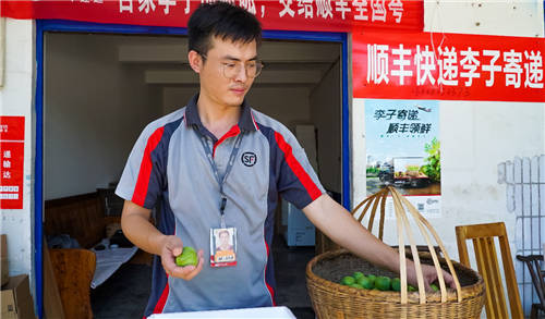 顺丰“六脉神剑”联手重庆巫山政府，打造巫山脆李品牌IP