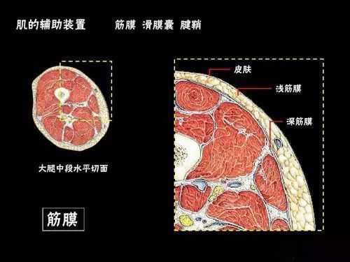 云麦筋膜枪 VS HYPERVOLT筋膜枪一哥的使用评测及感受