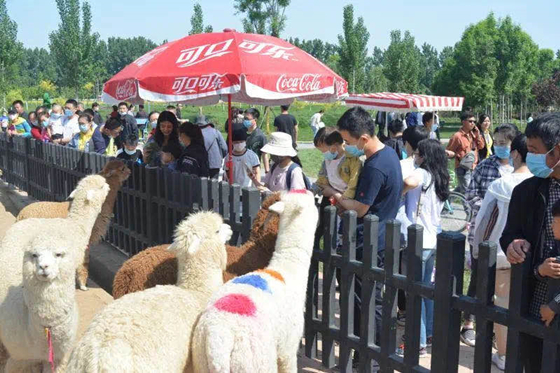 驴迹科技助力衡水野生动物园打造欢乐旅游新名片