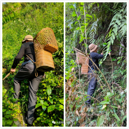 大成侗草：侗草秘药，百年传承