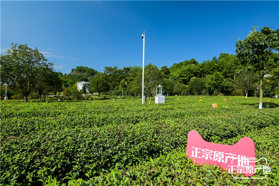 打响“武夷山水”超级产地名片，天猫正宗原产地全面带货南平农副产品