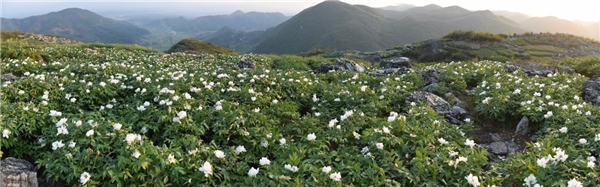 走进仲景宛西制药药材基地 探索“药材好，药才好”的秘密