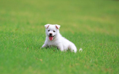 怡亲双拼犬粮上市，真实冻干增添美味诱惑！