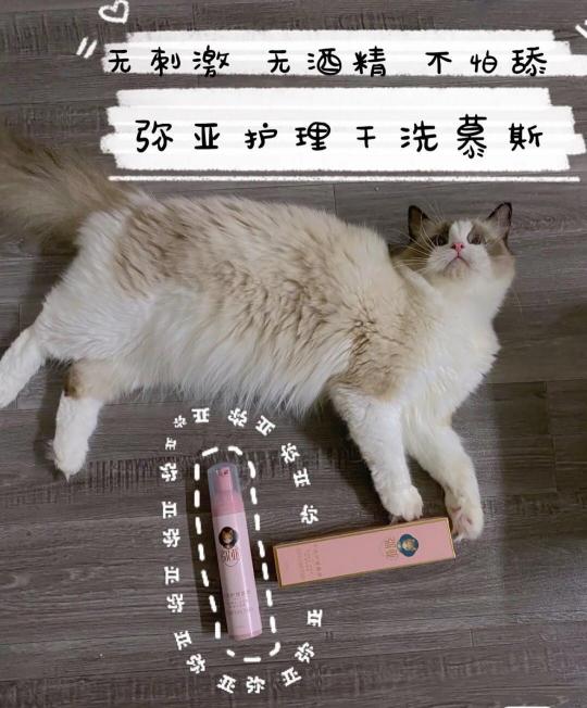 猫不肯洗澡别怕，弥亚干洗护理慕斯来帮忙