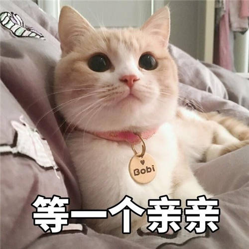 ​猫咪养成日记｜这个清理猫毛的小技巧你知道吗？