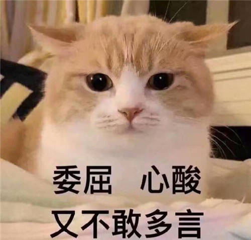 ​猫咪养成日记｜这个清理猫毛的小技巧你知道吗？