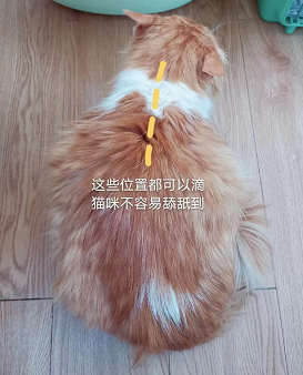 如何给猫咪体外驱虫？我的小宠虱敌驱虫攻略