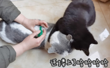 猫猫日常体外驱虫用虱敌 让猫猫远离疾病