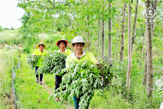 艾艾贴传承艾草文化，艾灸助力端午佳节调理身心