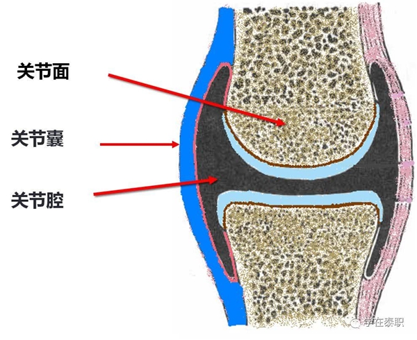 Move free益节：重视关节养护，拒绝疼痛困扰