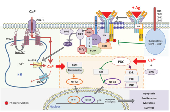 ACROBiosystems百普赛斯解读CD79B，助力满足临床待满足需求