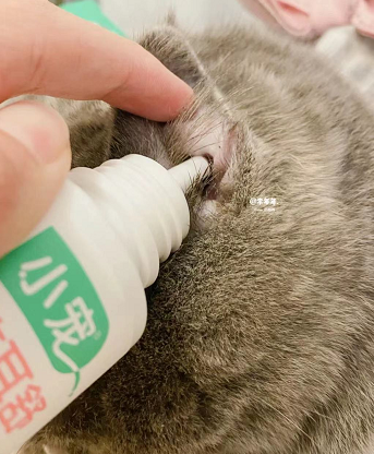 小宠洁耳舒 我的多猫家庭的必备好物