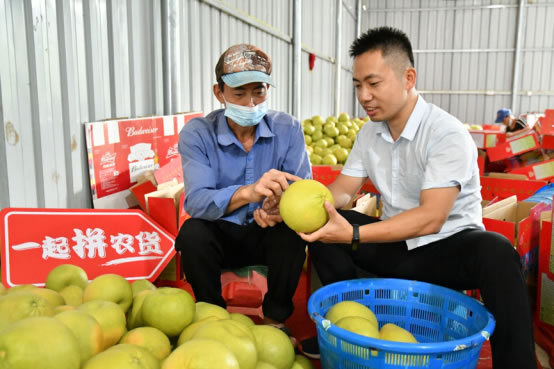 拼多多公益直播间搬进柚子林 仙游副县长助农直播带动文旦柚销量上涨368%2872.jpg