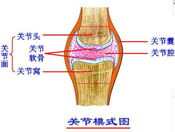 专业关节护理品牌，Move free益节守护中老年关节健康