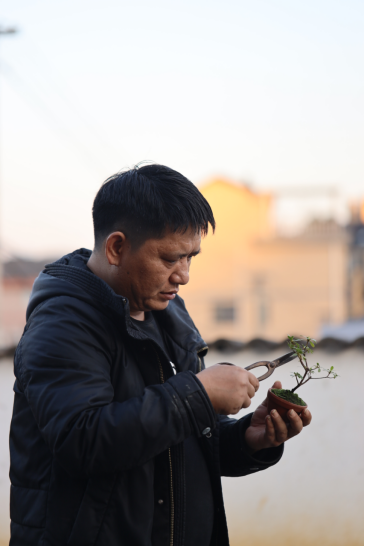 微拍堂里小微盆景，在自然意境中走向文化共富