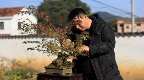 微拍堂里小微盆景，在自然意境中走向文化共富