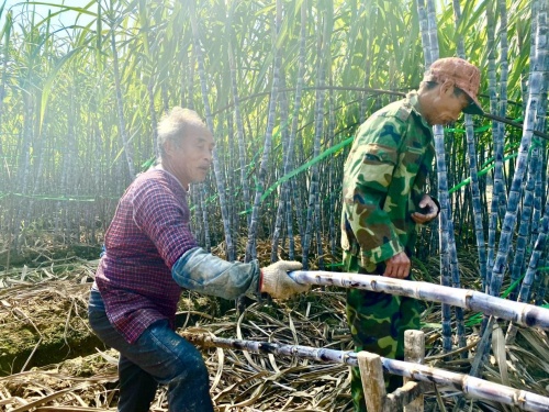 江山甘蔗增收又丰收 叮咚买菜绿水青山助力共同富裕