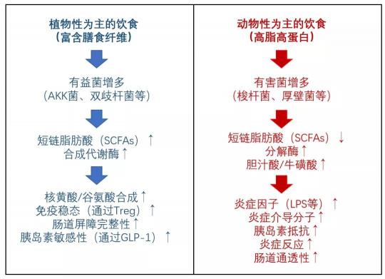 长期少吃多动血糖仍反复？降糖同时还要平衡糖尿病肠道菌群