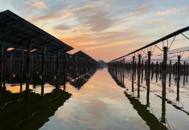 晶科能源组件助力中广核渔光互补项目 建设崇明生态岛推进全球碳中和