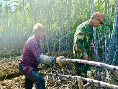 叮咚买菜绿水青山计划助力优质产地飞出“金凤凰”