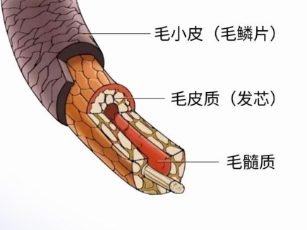 洗头到底洗的是什么？希芸为您解答