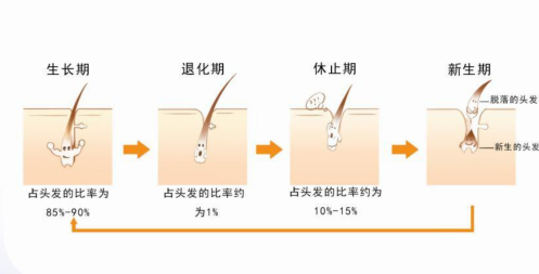 洗头到底洗的是什么？希芸为您解答