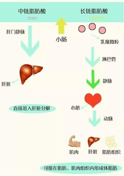 超模闪爆各品牌春季时装周，玉鹤鸣助力轻盈状态