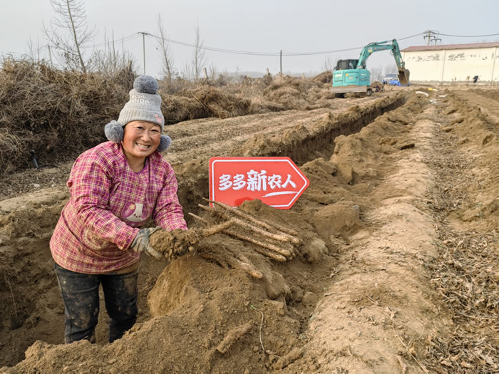 12月初，正值麻山药采收季，新鲜的麻山药将通过新电商平台走进千家万户.jpg