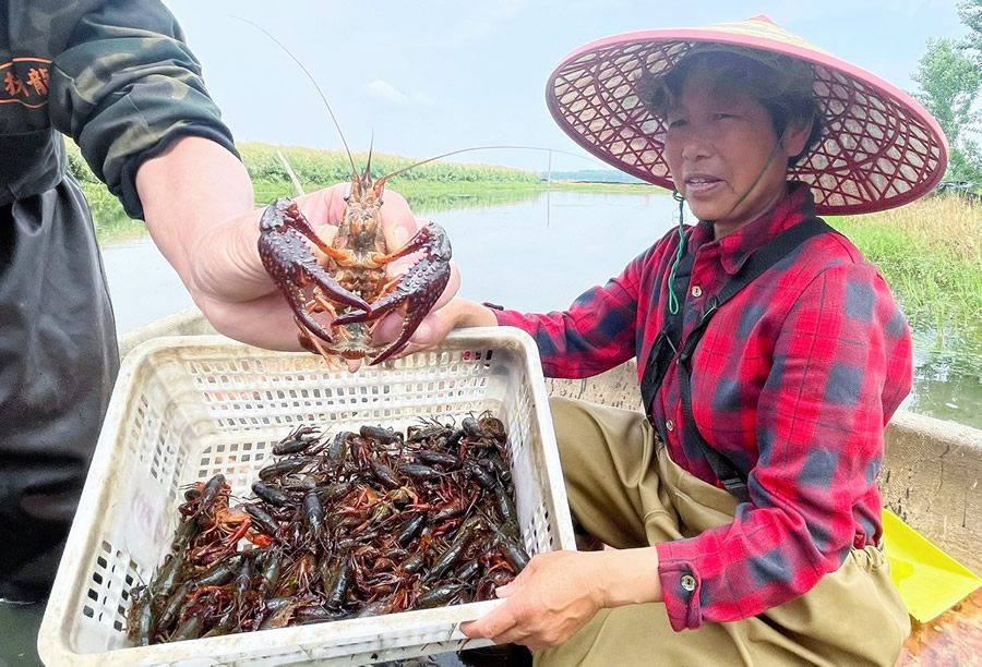 刚打捞起来的潜江小龙虾.jpg