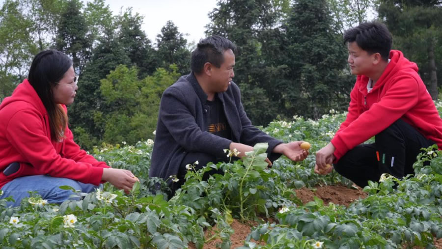 贵州省毕节市七星关区撒拉溪镇龙凤村，科技小院学生简宜伟等在指导村民进行马铃薯种植管护.jpg