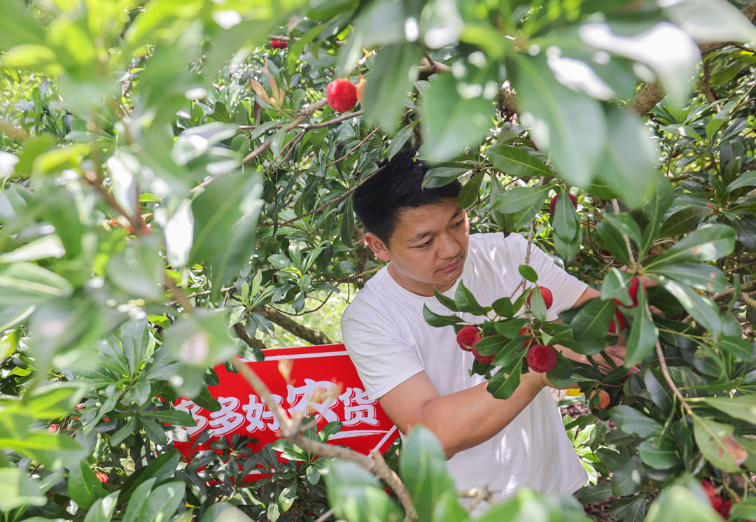 90后新农人郭帅从17岁开始接管家中的果园，到现在已经有16年种植经验。（摄影 那木黑）.jpg