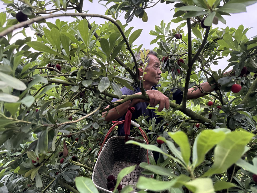 早晨五点，正在山上采摘杨梅的工人。刘浩 摄.jpg