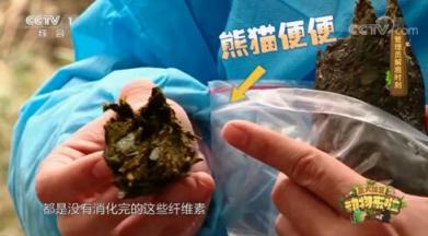 山丘用熊猫便便做纸巾 而且还是食品级！