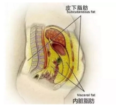 少盐真的能减脂么？减了这么多年肥终于发现了真相