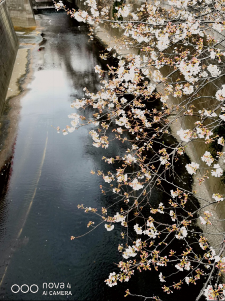 阳春三月，又追着樱花来到目黑川河畔