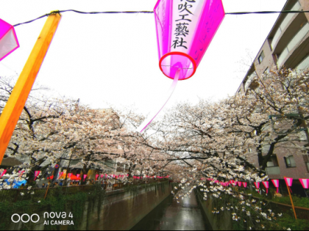 阳春三月，又追着樱花来到目黑川河畔