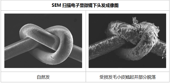 历经研究1600千米真人头发，戴森头发科学关怀你的发丝健康