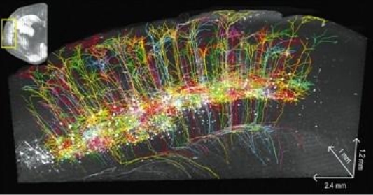 真实版“最强大脑”研究，浪潮存储承载起脑科研PB级新数据