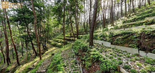 跟两位局长认识道地药材——霍山石斛