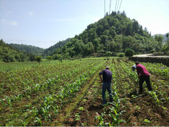 供应链“造血”助湖北宣恩快速脱贫，苏宁拼购助力全面建成小康社会