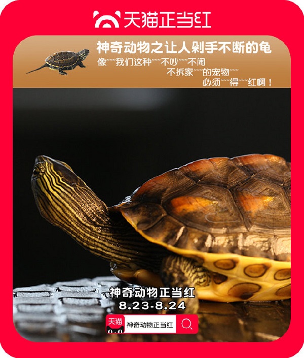 线下宠展+线上矩阵，看天猫神奇动物正当红如何助力宠物经济爆发