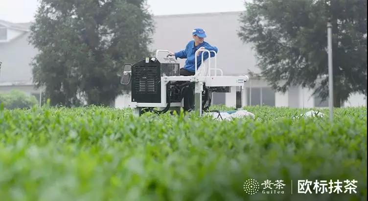 你喝的是抹茶还是茶粉?五个方面看清真假