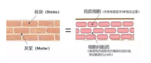 如果变成敏感肌了还能恢复吗？敏感肌如何修复肌肤屏障摆脱红肿干痒？