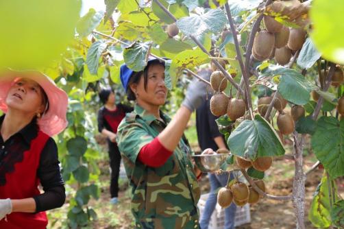 京东11.11超百亿补贴助力陕西猕猴桃打破全网底价，每个仅0.45元