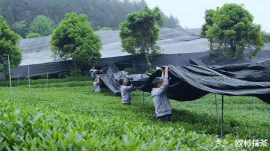 2019贵茶欧标抹茶宣传片：匠心之作一切围绕“原”做文章