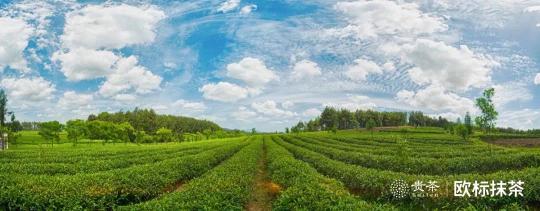 贵茶欧标抹茶，天时地利人和的选择