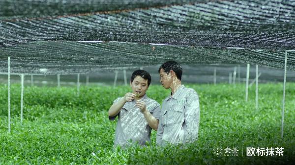 贵茶欧标抹茶，天时地利人和的选择